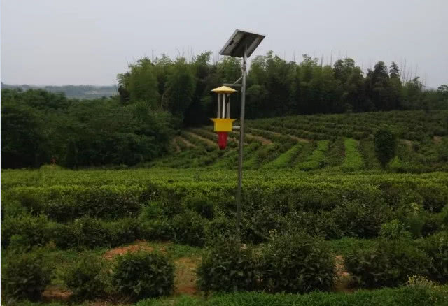 太陽(yáng)能殺蟲(chóng)燈讓茶園病蟲(chóng)防治做到零污染