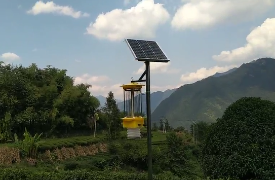 云飛茶園風吸式殺蟲燈守護五峰茶園種植安全