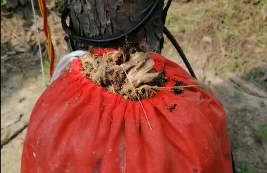 6天的殺蟲效果， 這一大袋子的害蟲把客戶都驚呆