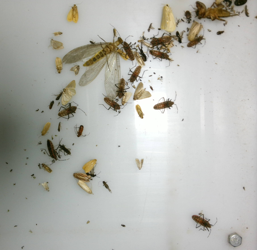 農林四情監測預警系統